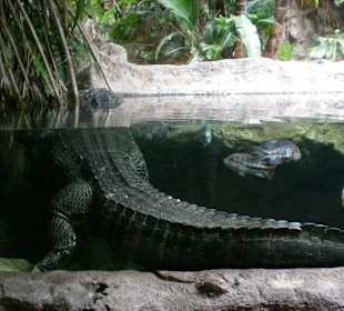 Aligator im Aquarium