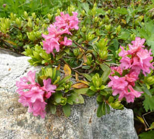 Alpenrose