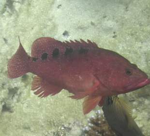 Schnorcheln Marsa Alam