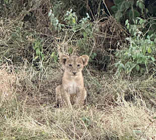 3 Tage Tsavo East Wundervoll!!