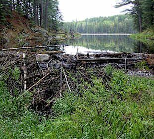 Algonquin Provincial Park, Beaver Pond