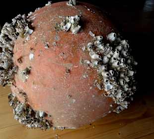 Mit Seepocken besetzter Schwimmkörper