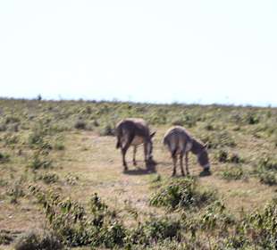 ..ein wenig Gras zupfen