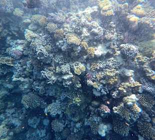 Schnorcheln El Quseir