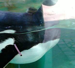 Tierpark Hellabrunn in München