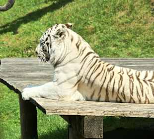 Kameltheater & Weißer Hof