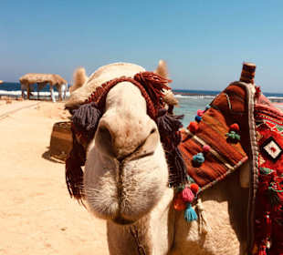 Kamel am Strand 