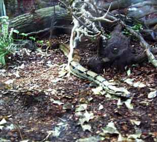 Zoo Dortmund - Die Tiere