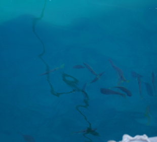 Fische