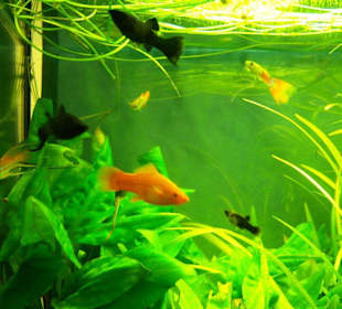 Aquarium in Erfurt
