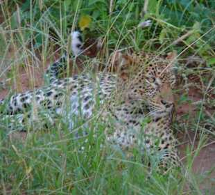 leopard