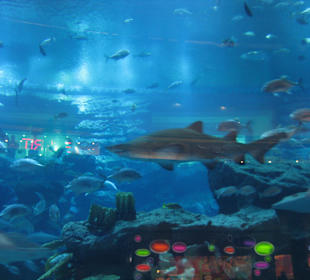 Großes Aquarium in der Dubai Mall