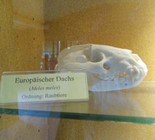 ArcheTierSchädelSammlung