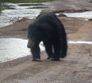 Ein Lippenbär im Yala Nationalpark