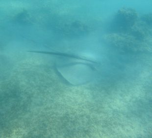Schnorcheln am Strand