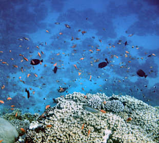 Unterwasserwelt direkt am Hotel zusehen