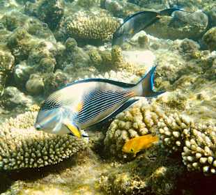 Schnorcheln Makadi Bay