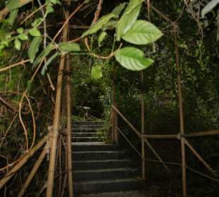 Der tropische Regenwald