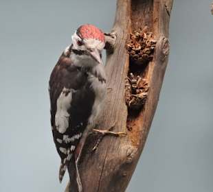 Rundgang durch das Zoologische Museum