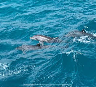 Delfin Tour Hurghada