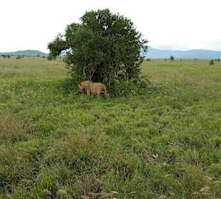 Sarova Salt Lick Game Lodge