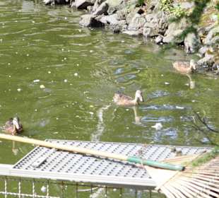 WildparkImpression September 2013