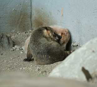 Kameltheater & Weißer Hof