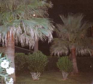 Palmenanlage bei Nacht