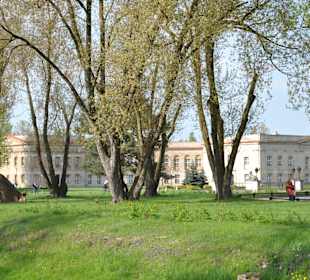 Drzewa parkowe. W tle widoczne Oficyny Zamku.