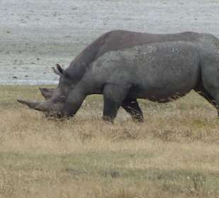 Ein Spitzmaulnashorn - auch ein Big Five