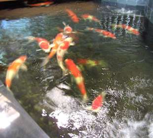 Einer von vielen Kois Teichen