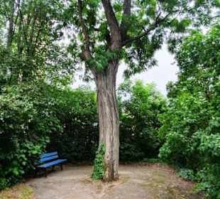Toller Baum mit Sitzmöglichkeiten