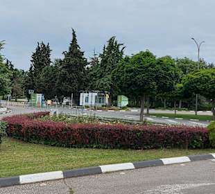 Albena 