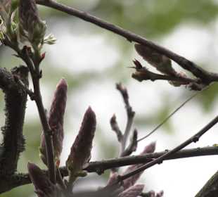 Japangarten Stuttgart