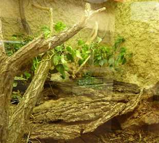 Madagassische - Strahlenschildkröte - Terrarium