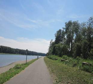 Gefällte Pappeln am Rhein in Germersheim