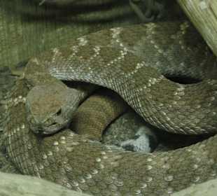 Rattlesnake Museum in Albuquerque