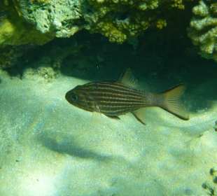 Schnorcheln Makadi Bay