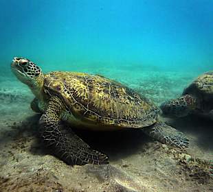 Schildkrötenverfolgung