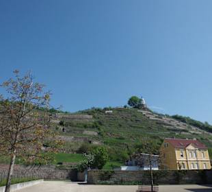 Blick auf den Weinberg