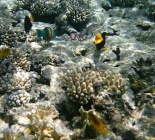 Unterwasserwelt Hotel Sharm Plaza