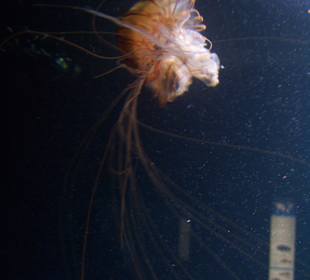 Aquarium Berlin
