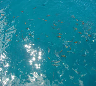 Angefütterte Fische