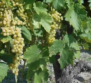 Weingut Guillon-Painturaud