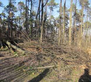 Immenser Holzabbau im Pfälzer Wald