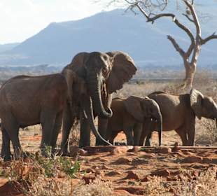 Eindrücke im Tsavo Ost; Elefanten am Wasserloch