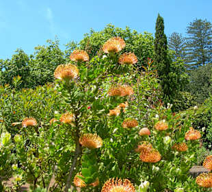 Blandys gardens