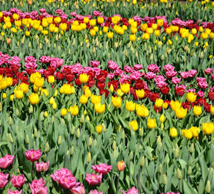 Парк Кекенхоф в Голандии