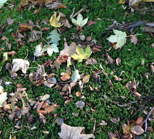 Herbst-Boden im nahegelegener Kurgarten...