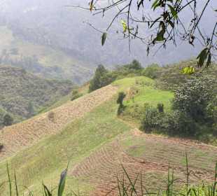 Bergstraße nördlich von Mocca